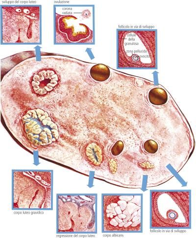 Corpo Luteo Definizione E Significato Medico Corriere Salute