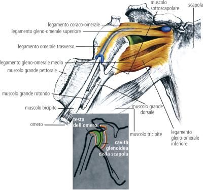 diagramma della scapola