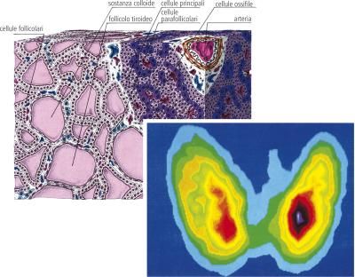 Follicolo definizione e significato medico Corriere Salute