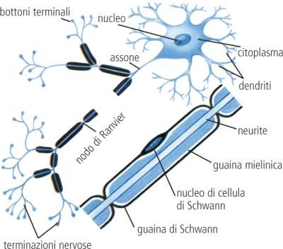 Dendrite: Definizione E Significato Medico | Corriere Salute