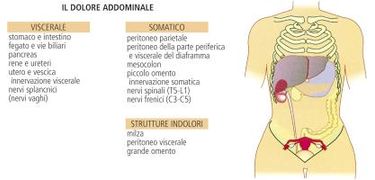 Addome: definizione e significato medico