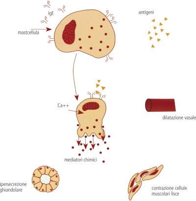 Allergia: Definizione E Significato Medico | Corriere Salute