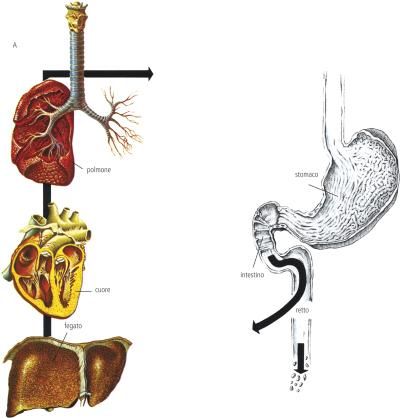 Ascaridiosi Definizione E Significato Medico Corriere Salute