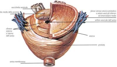 Psa Definizione E Significato Medico Corriere Salute