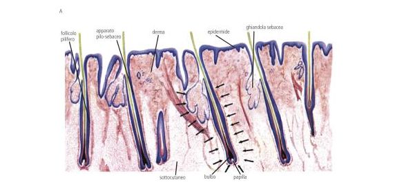 Foruncolo definizione e significato medico Corriere Salute