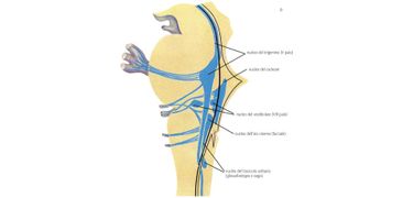 nervi cranici e grafico delle funzioni