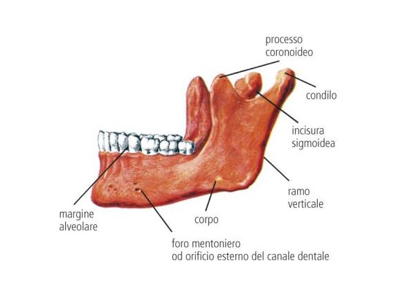 Condilo della mandibola: definizione e significato medico | Corriere Salute